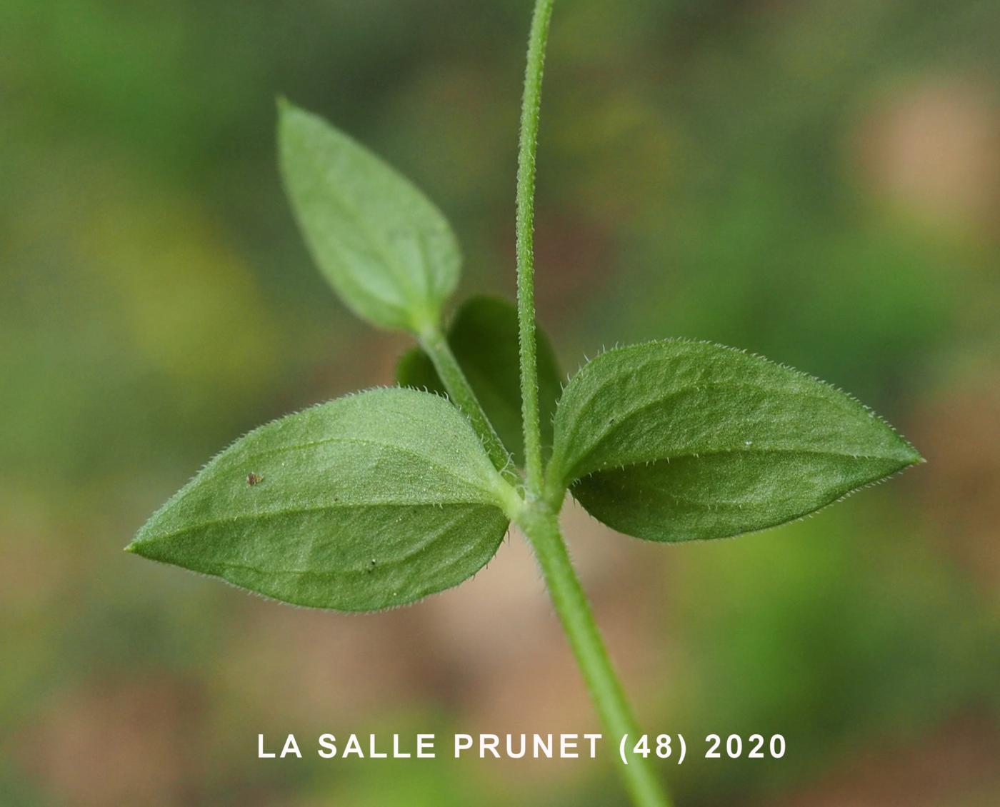 Sandwort, Three-veined leaf